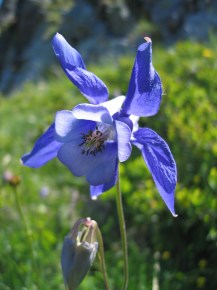 blue columbine