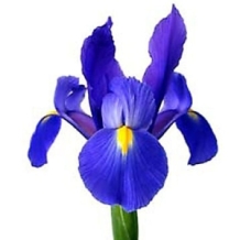 dark_blue_iris_flowers