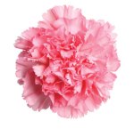 pink-carnation-flower