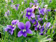 violets