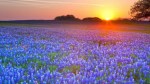 sunset_landscapes_fields_texas_bluebonnet_m26070