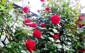 Rosebush